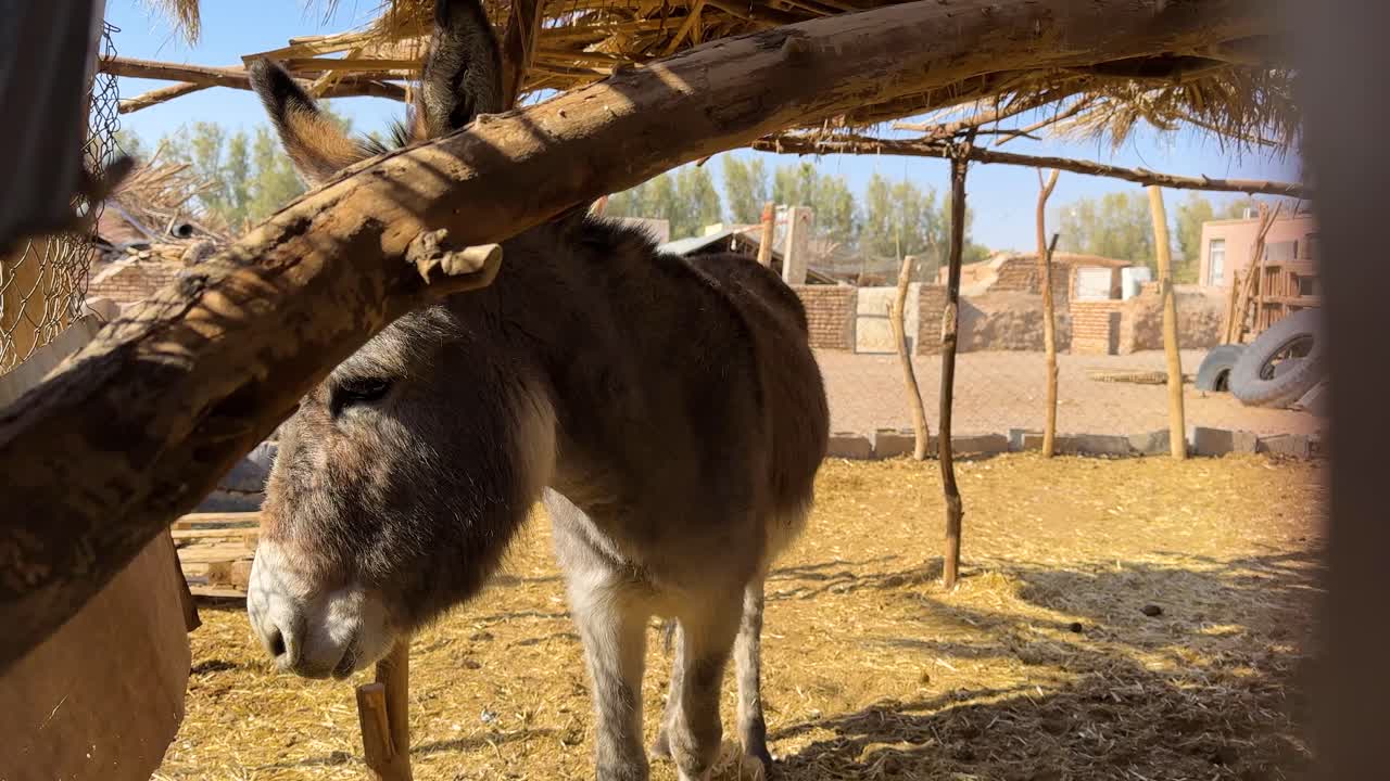 Calm donkey and kind wonderful animal rural village countryside Iran desert life livestock grazing in stable arid bedouin caravan donkeys in nature tourism sunshine summer season peaceful local people