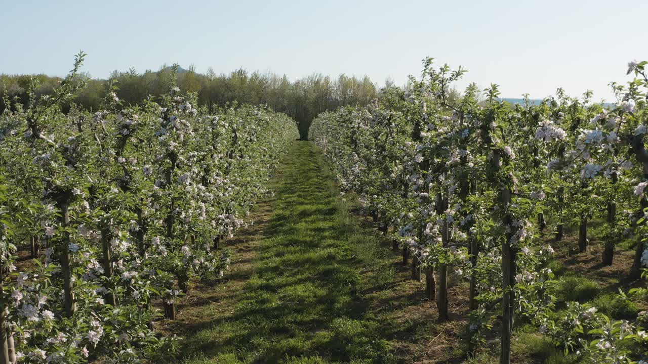 Drone - aerial shot of a sunny white apple blossom with bees on a big field 30p