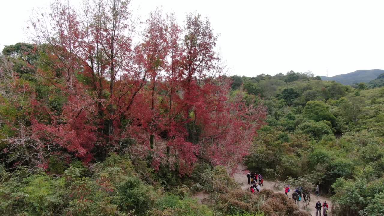 무성한 녹색 자연, 공중 전망으로 둘러싸인 멋진 단일 붉은 나무 잎
