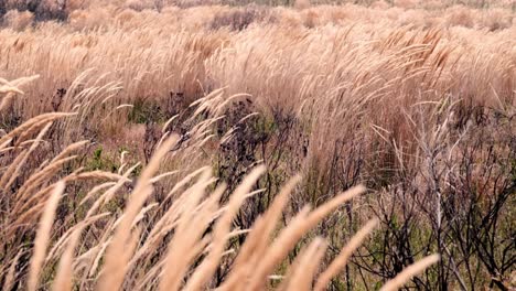 Sehr-Trockenes-Gras-Auf-Einem-Feld