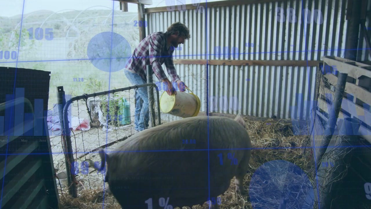 Operaio agricolo che versa mangime da un secchio giallo nel recinto per il maiale, con grafici blu animati che aggiornano la percentuale di mangime.
