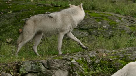 Polarwölfe-In-Bewegung,-Während-Die-Kamera-Entlang-Gleitet