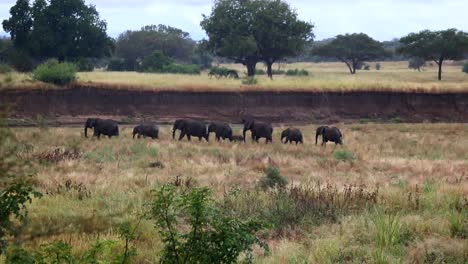 typical safari scene of a family of african elephants walking together in line through the savannah