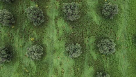 aerial top down view of olive tree grove on green field, background pattern