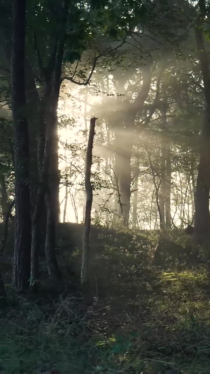 Sunlight peeking through the serene forest