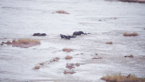 African-elephant-herd-struggling-to-cross-dangerous-flash-flood-stream