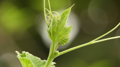 Flaschenkürbisblätter---Lebensmittel---Grün