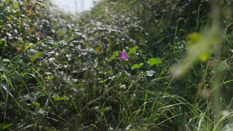 Wide-of-a-purple-flower-surrounded-by-green-leaves