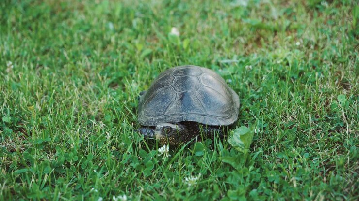 The land turtle in the grass. Turtle crawling on the ground among the plants