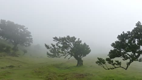 Zoomed-out-view-of-the-foggy,-mystical-Fanal-Forest-in-Madeira