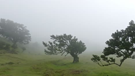 zoomed-out view of the foggy, mystical fanal forest in madeira