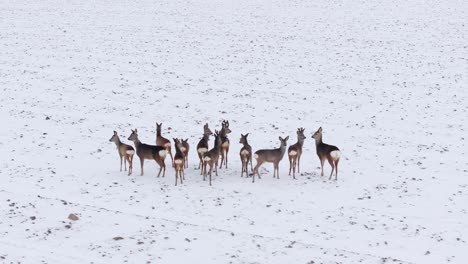herd of wild deer gathers in snowy field, assessing the landscape in slow motion
