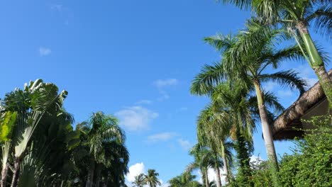 tropical palm trees under a blue sky