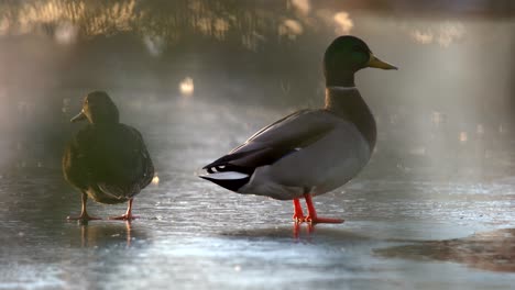 Closeup-view-of-mallard-ducks-standing-on-frozen-lake