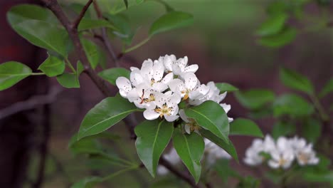 close-up of white blossom flowers on branch in soft light.