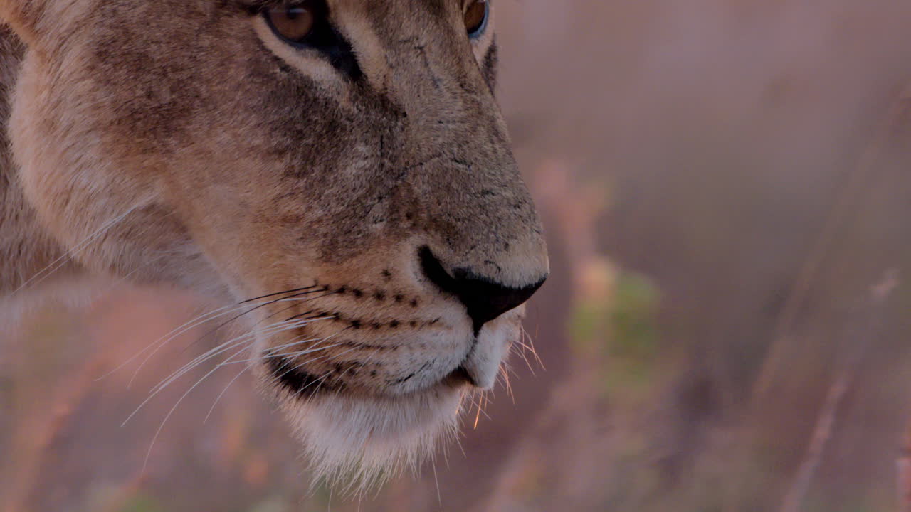 Close up follow shot of a lioness' head moving across a glowing plain
