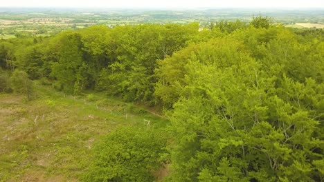 Erhebt-Sich-über-Den-Bäumen-Im-Great-Woods-Forrest,-Somerset,-Vereinigtes-Königreich