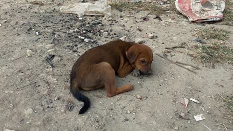 Close-up-view-of-a-weak-little-abandoned-stray-puppy-by-the-side-of-the-road-in-Dhaka,-Bangladesh