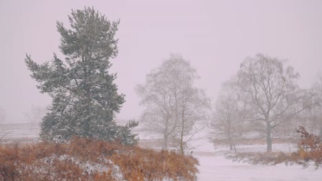 Paisaje-Invernal-Tranquilo-Con-Nieve-Ligera-Cayendo-Del-Cielo-Gris