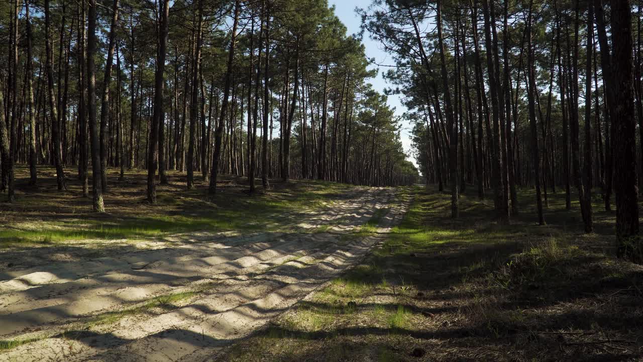 4K Dirty Road In The Middle Of A Pine Tree Forest Free Stock Video Footage  Download Clips