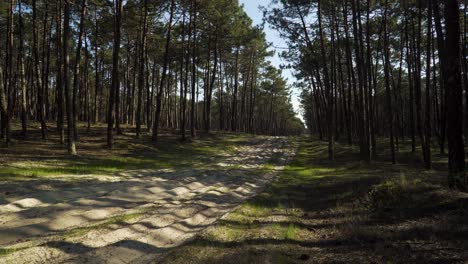 Camino-Sucio-De-4k-En-Medio-De-Un-Bosque-De-Pinos