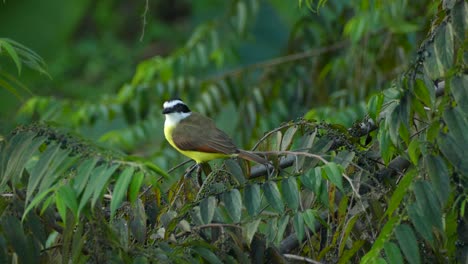great kiskadee perched on branch before flying away. locked off