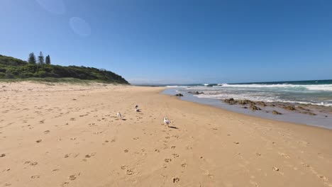 seagulls walking on sandy beach near ocean waves