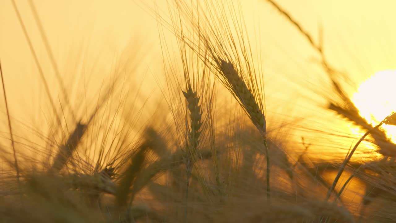 Close up of a wheat field at sunset