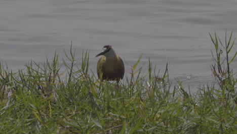 an african jacana standing on the shore of a calm body of water, surrounded by tall grass