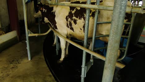 cow's in the milking system