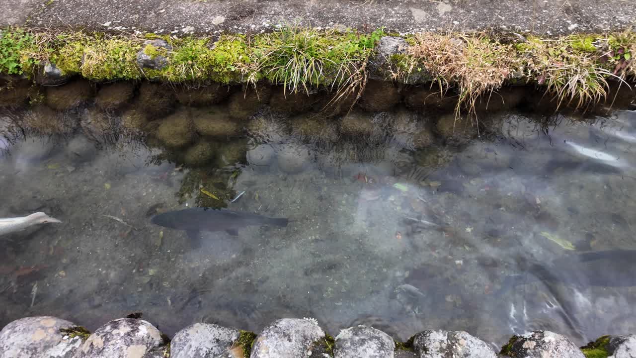 Crystal clear stream flowing through Shirakawa go, showcasing peaceful fish swimming gracefully among the serene waters of Japan's countryside