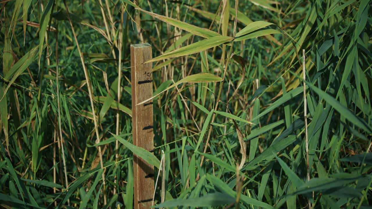weathered wooden flood marker stands among dense wetland grasses in Lonjsko Polje