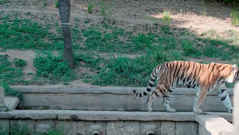 el tigre caminando en cámara lenta