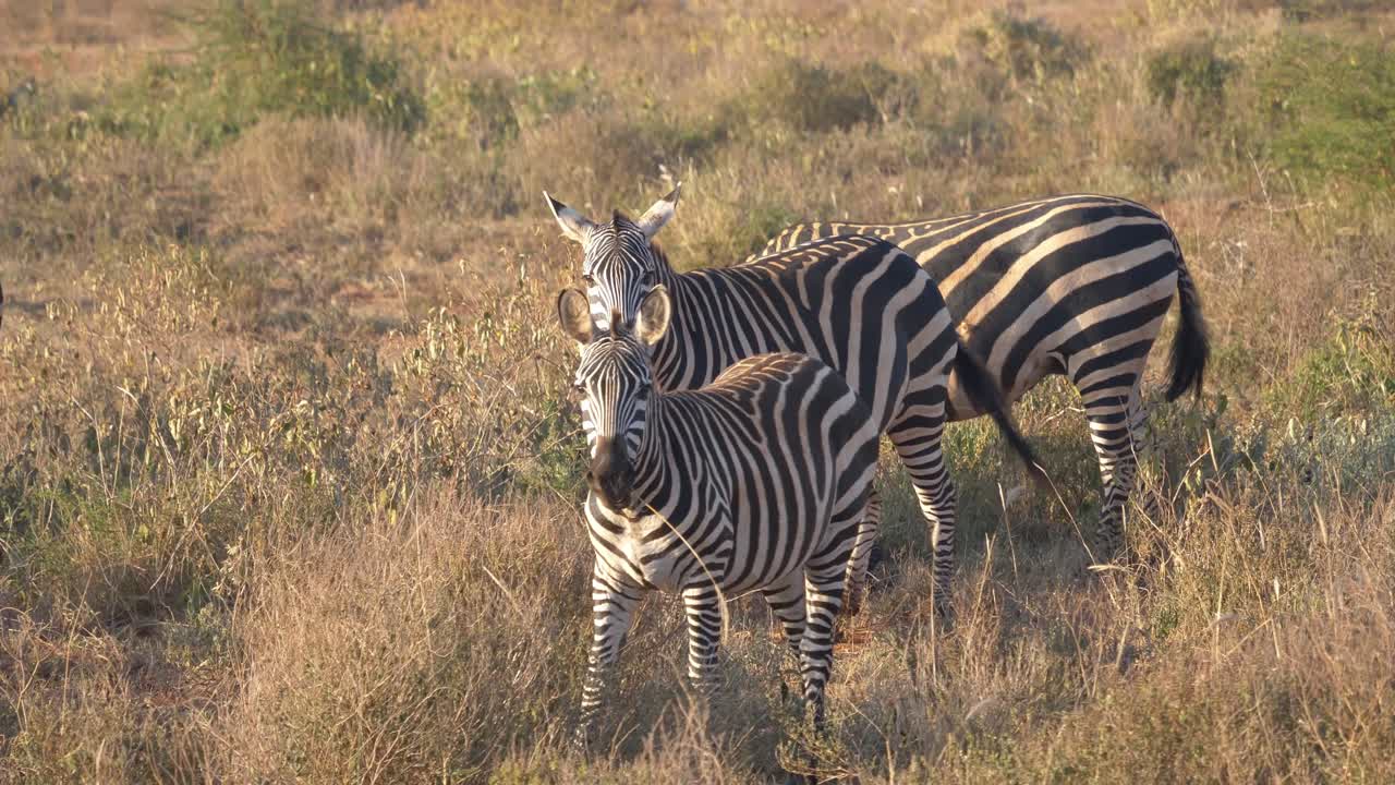 Zebras Standing Alert and Close Together in the Golden Light of the African savanna, with one zebra looking directly at the camera.