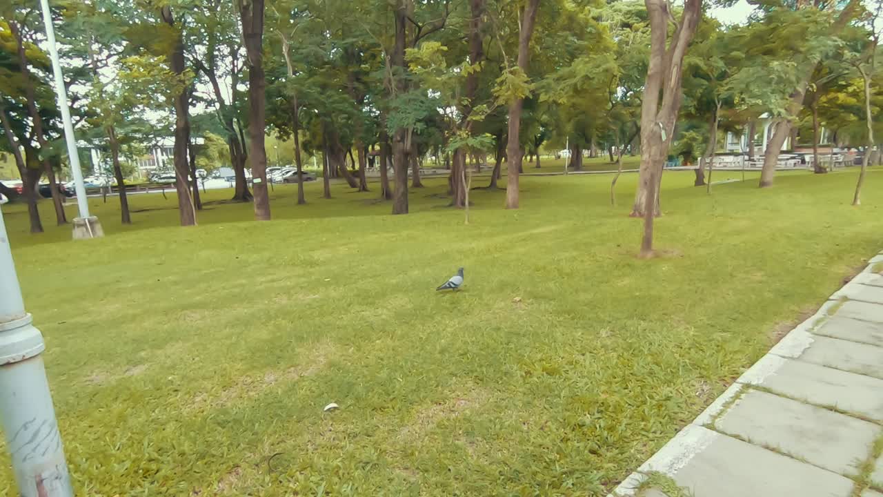 голубь гуляет в парке в бангкоке