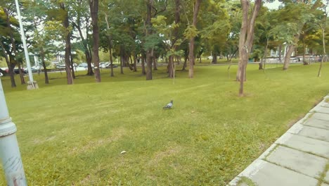 paloma caminando en el parque en bangkok