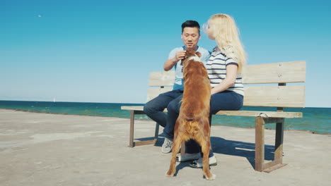 Active-Young-Couple-Playing-With-A-Dog-Sit-On-A-Bench-Against-The-Sea-Rest-With-Your-Pet-Concept