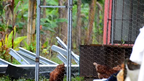 multiple hens walking around in an outside cage eating grains from a bucket