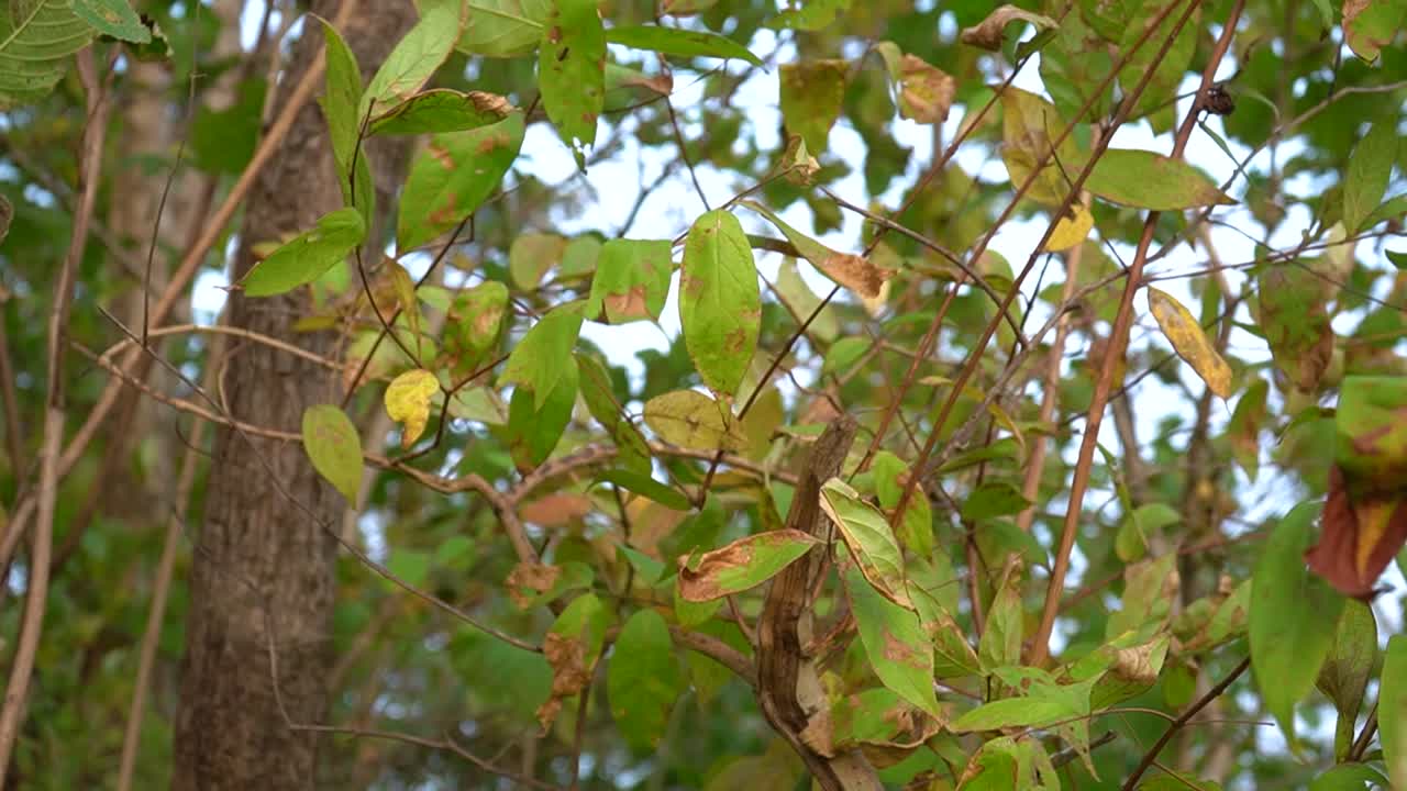hojas de otoño en los árboles balanceándose bajo una ligera brisa