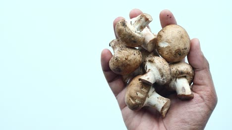 fresh champignons mushroom on hand ,