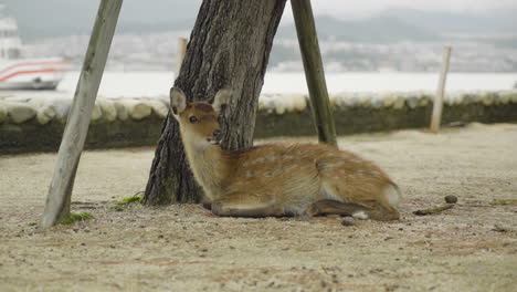 Lonely-deer-laying-on-the-ground-at-Itsukushima-island-in-Miyajima-with-ferry-boat-passing-by-in-the-background