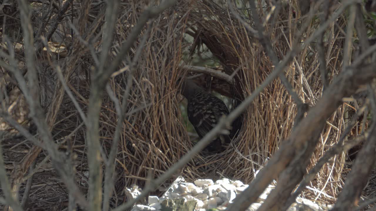 Mother Great Bowerbird preparing her nest for her chicks -Close up