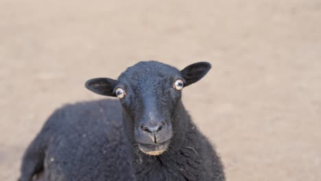 close-up of a black sheep on barren ground