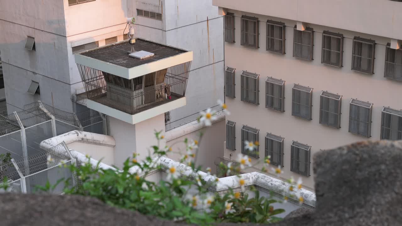 홍콩의 배경에 보안 망루가 보이면서 남성 교정 구금 센터 근처에서 꽃이 보입니다.