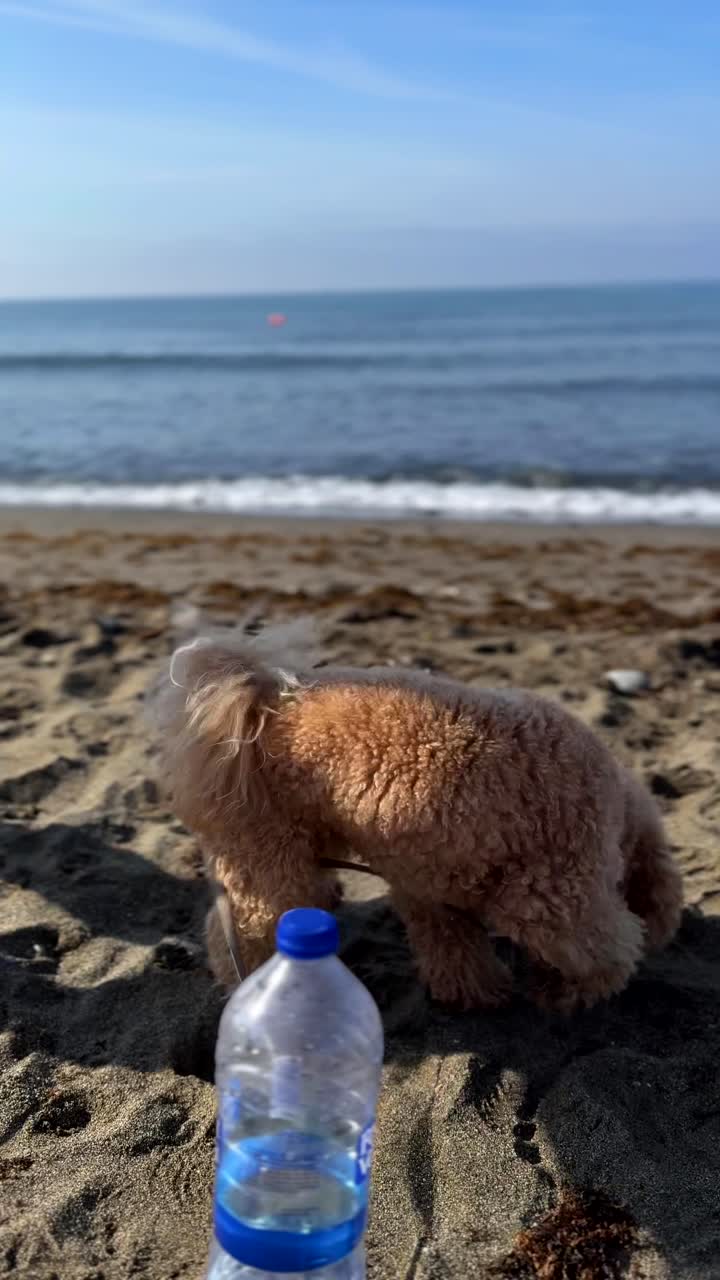 아이와 함께 해변에 있는 사랑스러운 푸들