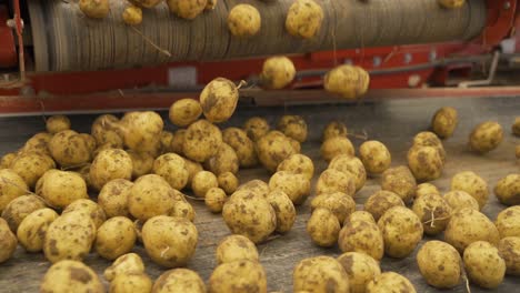 patatas cosechadas en un transportador de almacén, de cerca.