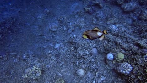 aggressive titan triggerfish violently approaching a diver's camera