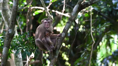 el macaco de cola de cerdo del norte es un primate que se encuentra comúnmente en el parque nacional de khao yai, aunque es una especie vulnerable