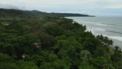 Vibrantes-Guacamayos-Se-Elevan-Sobre-El-Denso-Dosel-Tropical.