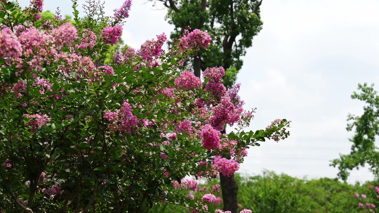 Blooming Pink Crape Myrtle Tree in a Park Against Cloudy Sky (4K)